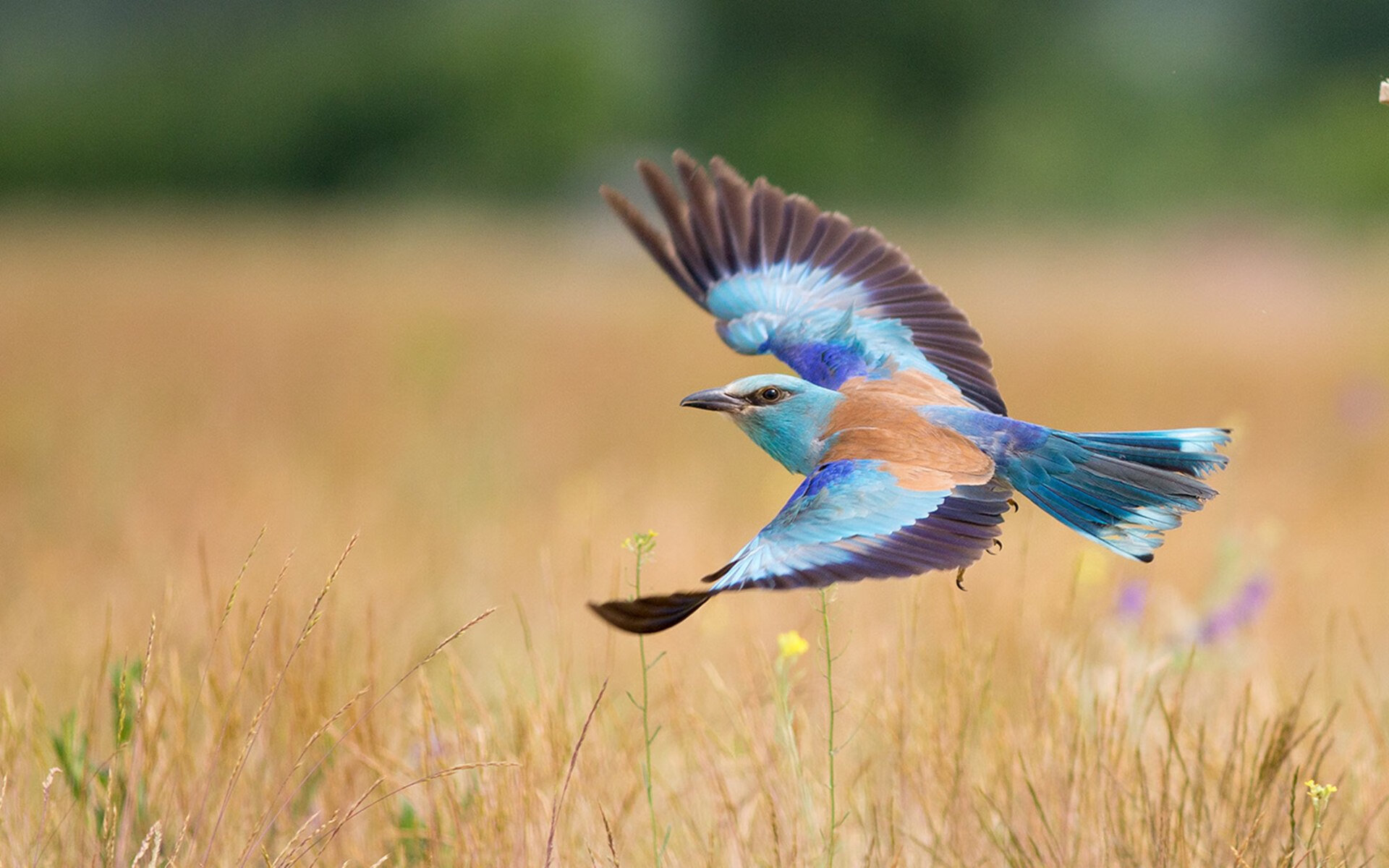 FPX新赛季阵容调整引关注,fpx2020阵容