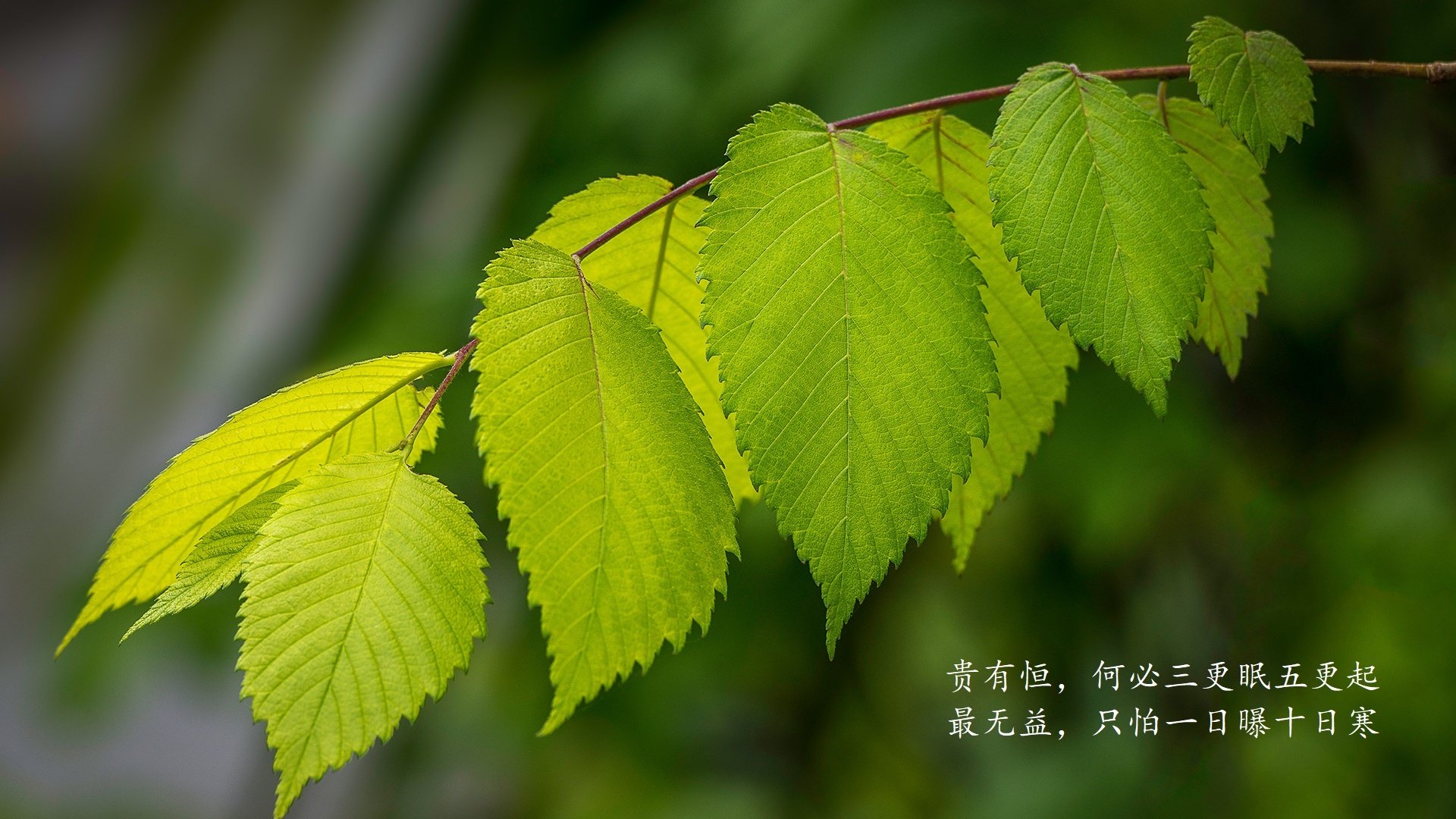 中国篮球教练员心理辅导能力培养研究，谈谈篮球教练员的职业素养