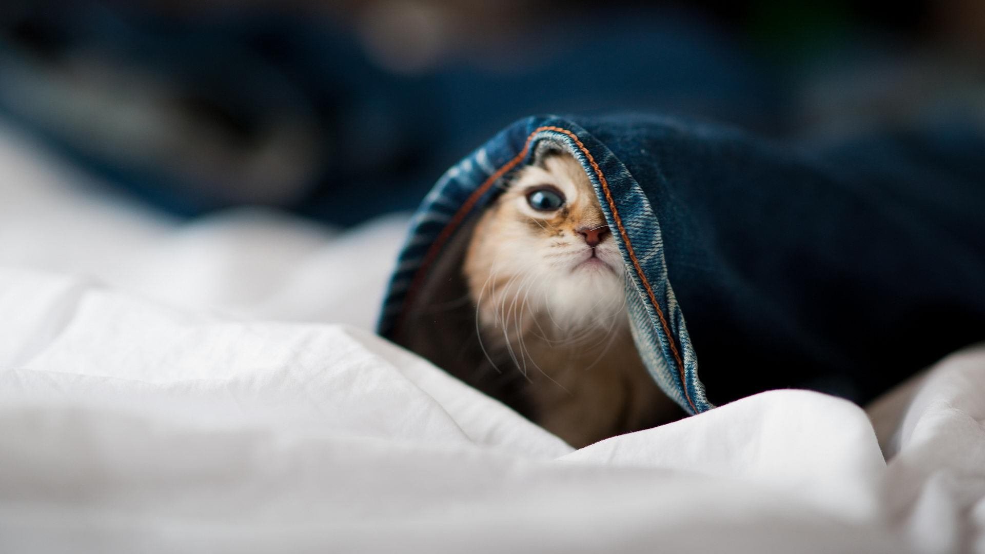 2024年埃及队在世界杯中的技术革新与突破，埃及世界杯阵容