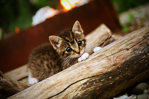 世界登山大会召开 探讨高海拔极限挑战,国际登山比赛