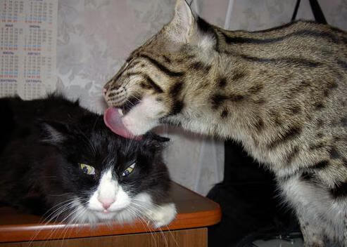 Kaiyun官方登录入口-中国田径队奥运参赛名单正式确定，中国田径队在奥运会上拿过多少金牌