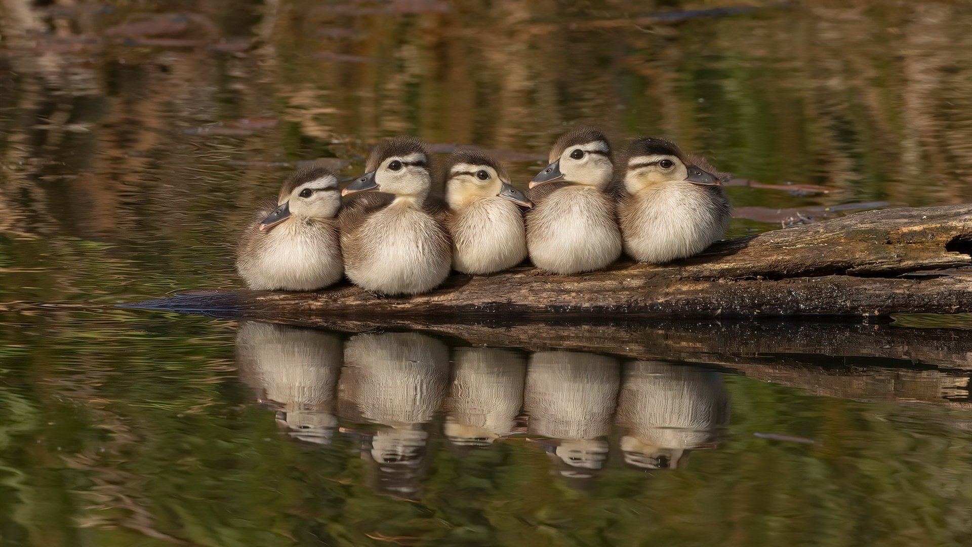 丁俊晖长时间备战力求突破心理瓶颈,丁俊晖局面
