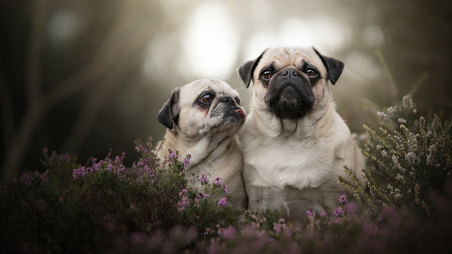 kaiyun.com-美洲杯明星闪耀：个人突破引爆现场！，美洲杯人气