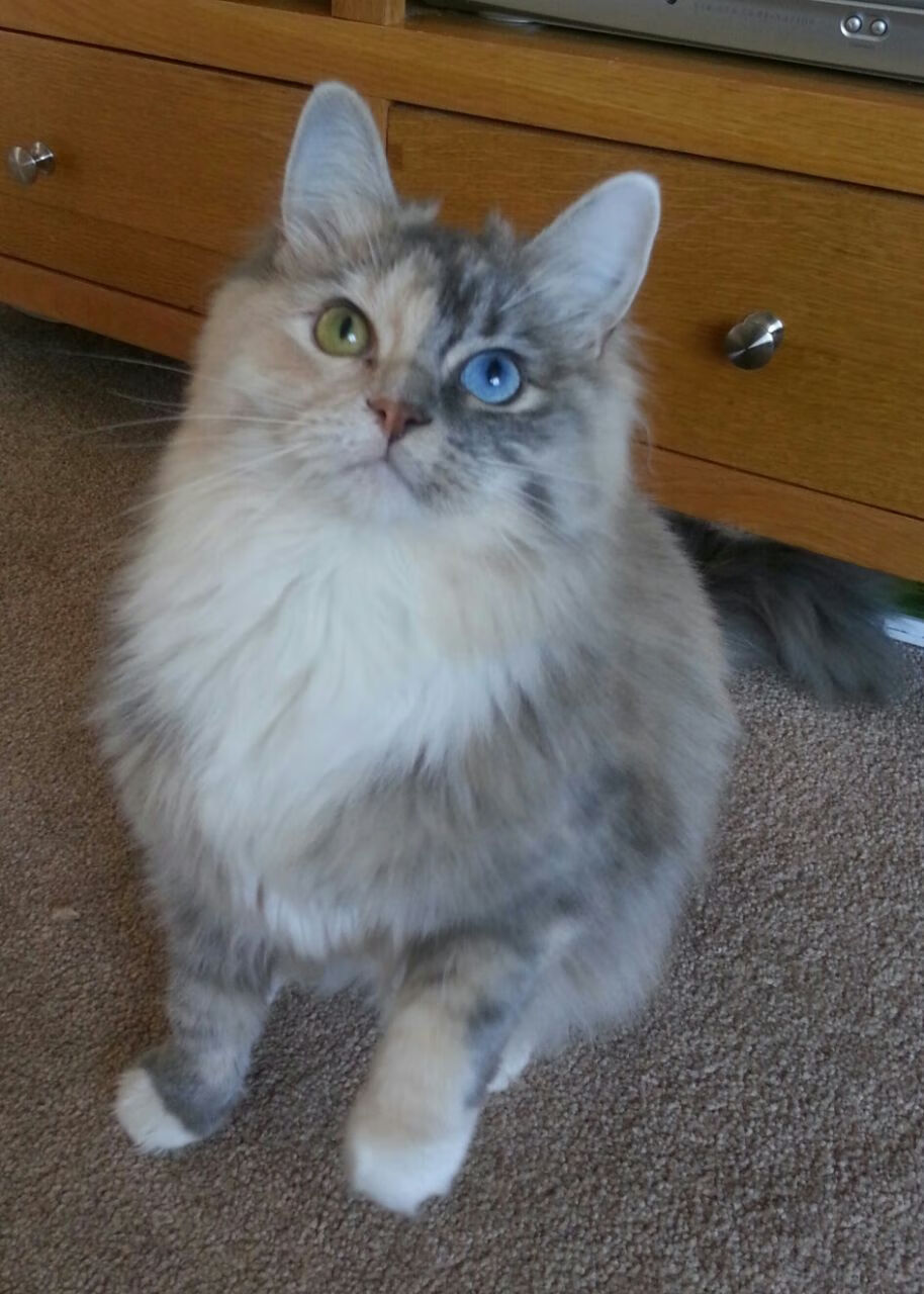 马刺主打内线配合效果明显，马刺主打内线配合效果明显吗